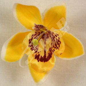 Orchidea vencová SCC12-1