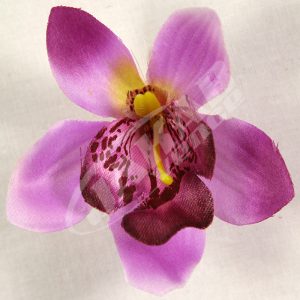 Orchidea vencová SCC12-10L