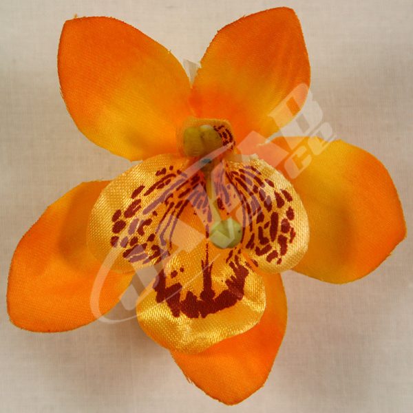 Orchidea vencová SCC12-5