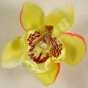 Orchidea vencová SCC12-6