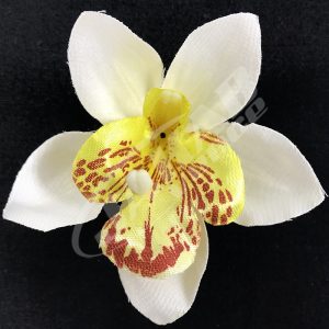 Orchidea vencová SCC12-7