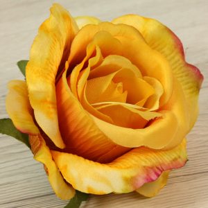Ruža vencová JX19095-65