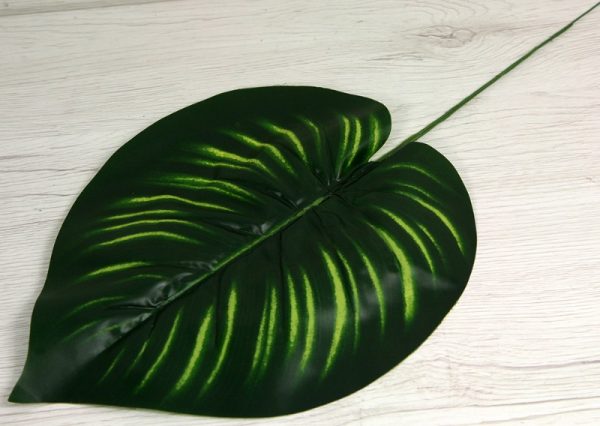 List philodendron YX21155