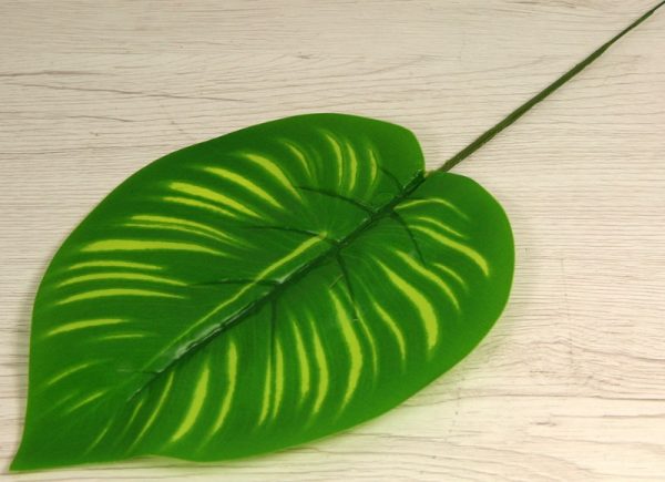 List philodendron YX21156