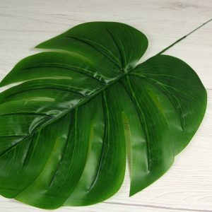 List philodendron YX2103