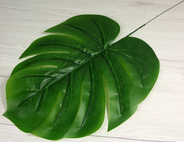 List philodendron YX2103