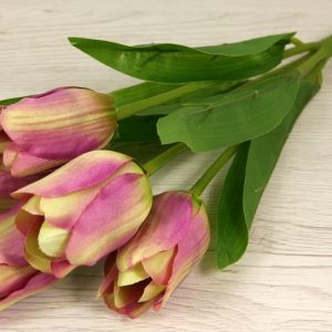 Kytica tulipán x5 JK6424