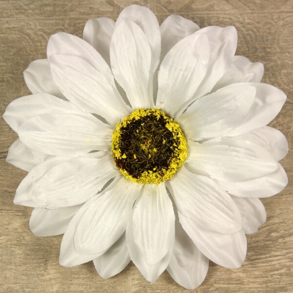 Rudbekia vencová  JX20241139-2
