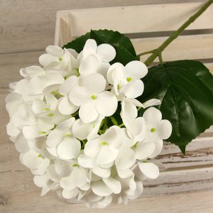 Hortenzia  0411-5-CR