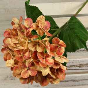 Hortenzia  0411-5