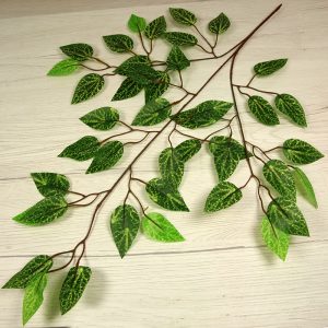 Vetva ficus x3  F24-06