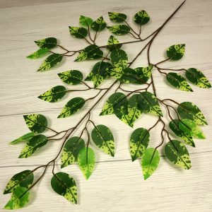 Vetva ficus x3  F24-07