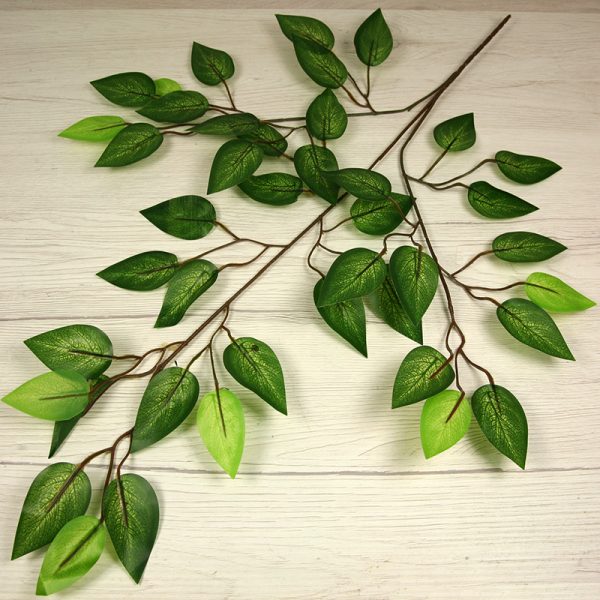 Vetva ficus x3  F24-09