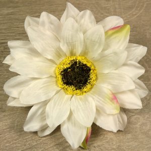 Rudbekia vencová  JX20241139-60