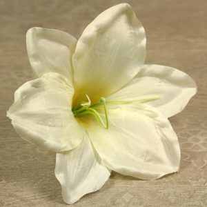 Amarylis vencový  JX20241145-4