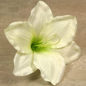 Amarylis vencový  JX20241145-6