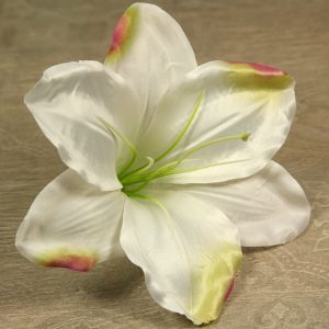 Amarylis vencový  JX20241145-60