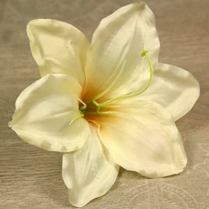 Amarylis vencový  JX20241145-89