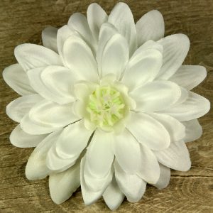 Margaretka vencová  JX20241134-1