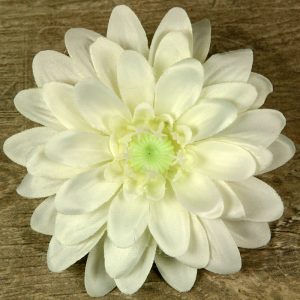 Margaretka vencová  JX20241134-2