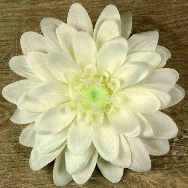 Margaretka vencová  JX20241134-2