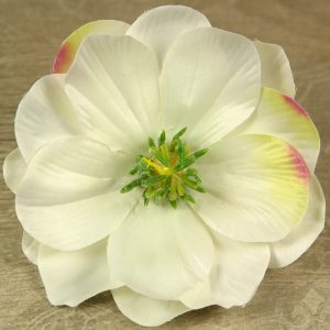Magnólia vencová  JX20241144-60