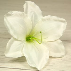Amarylis vencový  JX20241145-3