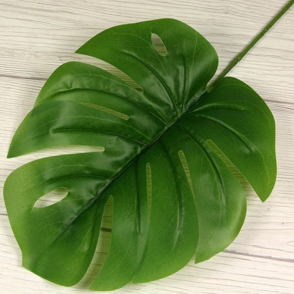 List philodendron monstera  LB24-13 – Obrázok 2