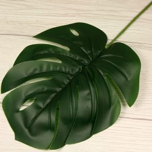 List philodendron monstera  LB24-13